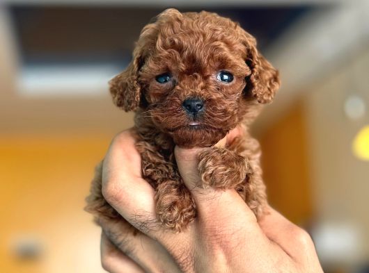 Teacup Korea Orji̇nal Kg Garanti̇li̇ Bebekler görsel