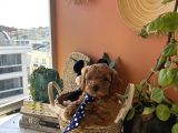 Ev Doğumu Poodle Yavrularımız Rezerveye Açık