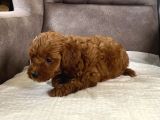 Mi̇ni̇ Boy Maltipoo Kizimiz