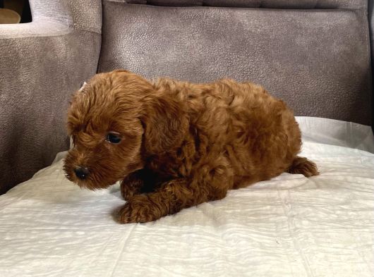 Mi̇ni̇ Boy Maltipoo Kizimiz görsel