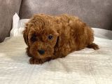 Mi̇ni̇ Boy Maltipoo Kizimiz