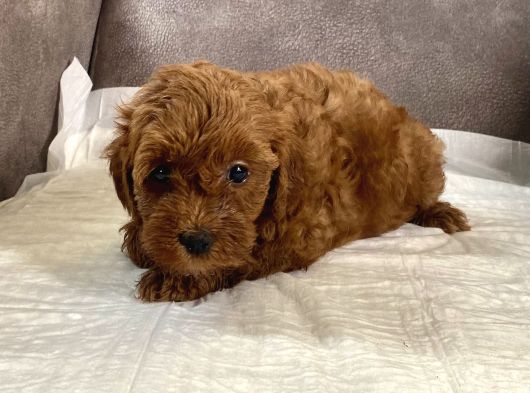Mi̇ni̇ Boy Maltipoo Kizimiz görsel