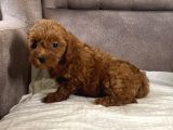 Mi̇ni̇ Boy Maltipoo Kizimiz