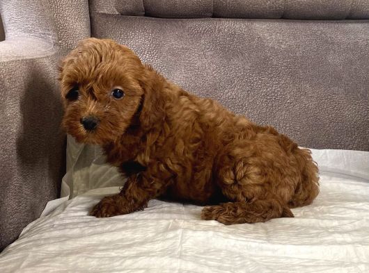 Mi̇ni̇ Boy Maltipoo Kizimiz görsel