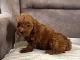 Mi̇ni̇ Boy Maltipoo Kizimiz