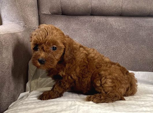 Mi̇ni̇ Boy Maltipoo Kizimiz görsel