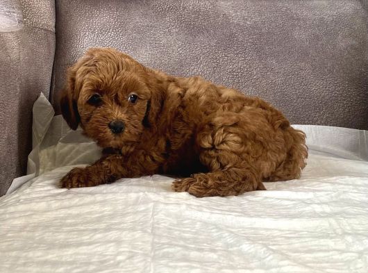 Mi̇ni̇ Boy Maltipoo Kizimiz görsel