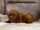 Mi̇ni̇ Boy Maltipoo Kizimiz
