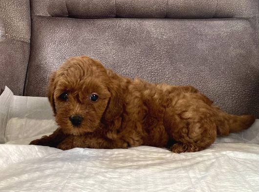 Mi̇ni̇ Boy Maltipoo Kizimiz görsel