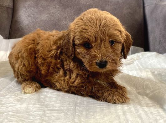 Mi̇ni̇ Boy Malti̇poo Oğlumuz görsel