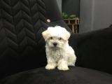 Mini Boy Ev Doğumlu Sıfır Numara Orjinal Maltes Terrier