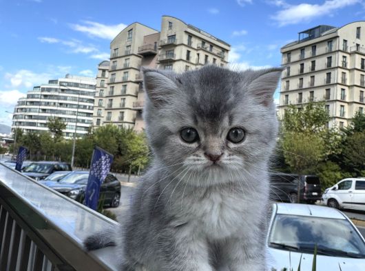 Yarişma 1Si Yavrusu