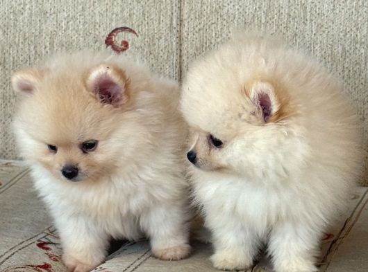 Pomeranian Boo Sevimli Yavr görsel