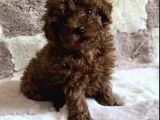 Toy Poodle Yavrular Irkının En Güzelleri