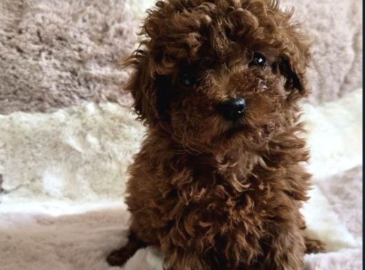 Toy Poodle Yavrular Irkının En Güzelleri görsel