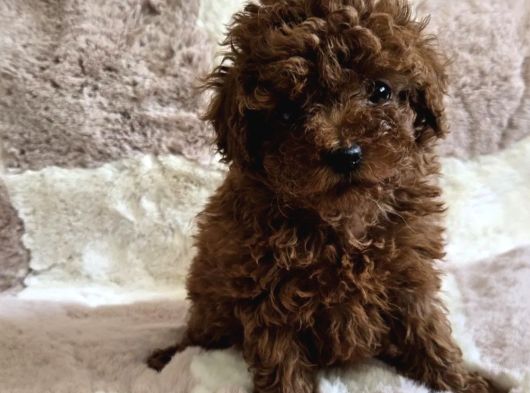 Toy Poodle Yavrular Irkının En Güzelleri görsel