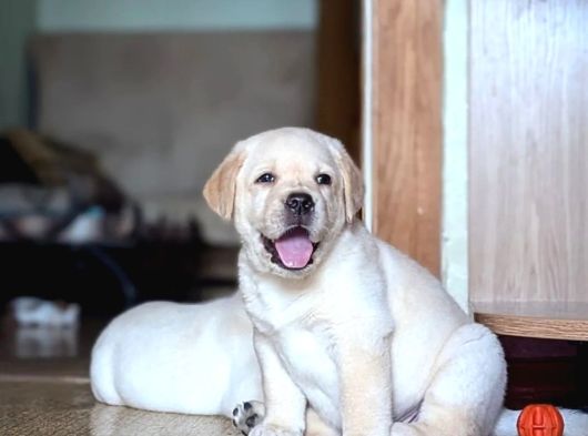 En Güzel Labrador Retri̇ever Yavrulari İstanbul