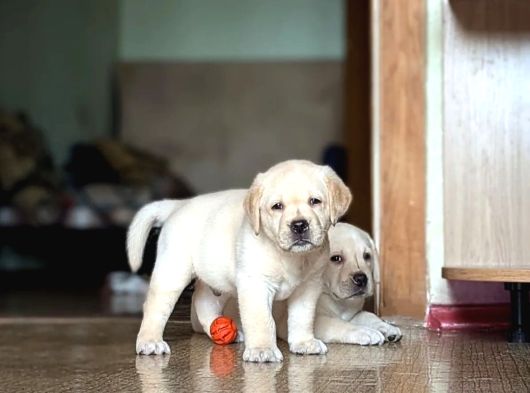 En Güzel Labrador Retri̇ever Yavrulari İstanbul görsel