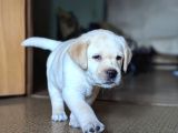En Güzel Labrador Retri̇ever Yavrulari İstanbul
