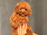 Teacup Korea Orji̇nal Kg Garanti̇li̇ Bebekler