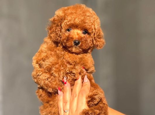 Teacup Korea Orji̇nal Kg Garanti̇li̇ Bebekler görsel