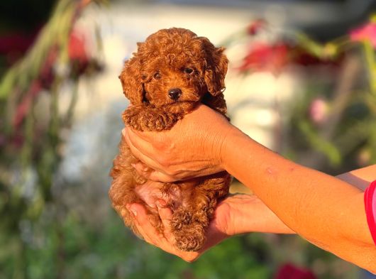 Teacup Korea Orji̇nal Kg Garanti̇li̇ Bebekler