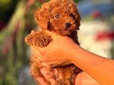 Teacup Korea Orji̇nal Kg Garanti̇li̇ Bebekler