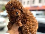 TEACUP KOREA ORJİNAL KG GARANTİLİ BEBEKLER