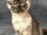 Soy Garantili Maine Coon
