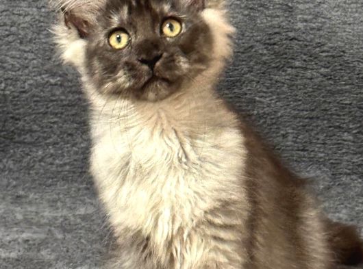 Soy Garantili Maine Coon görsel