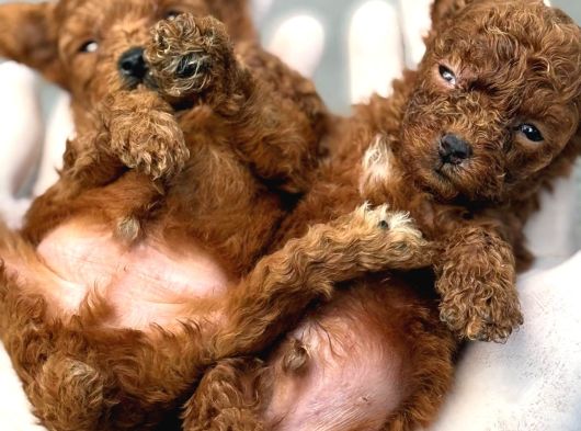 Toy Poodle Yavrularımız