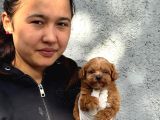 Maltipoo Bebeklerimiz