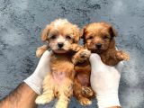 Maltipoo Bebeklerimiz