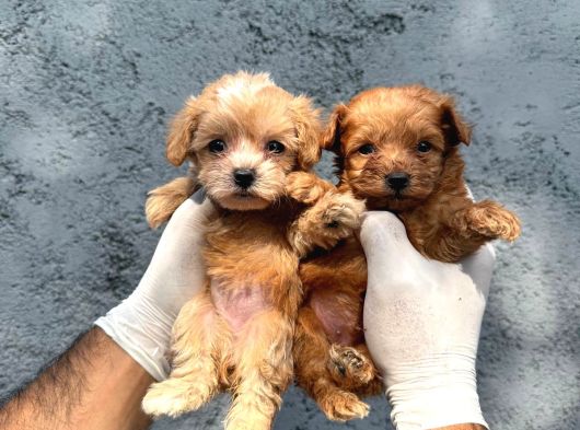 Maltipoo Bebeklerimiz görsel