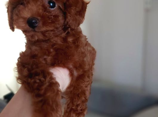 Sevi̇mli̇ Tea Cup Di̇şi̇ Kore Poodle görsel