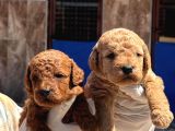 Kore Red Dark Poodle Yavrularımız