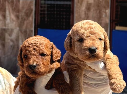 Kore Red Dark Poodle Yavrularımız görsel