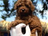 Kore Red Dark Poodle Yavrularımız
