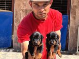 Şc Doberman Ki̇ng Boy