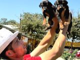 Şc Doberman Ki̇ng Boy