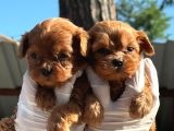 Maltipoo Yavurlamiz