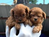 Maltipoo yavurlamiz