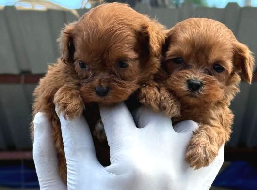 Maltipoo Yavurlamiz görsel