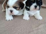 KUSURSUZ KALİTE 0 NUMARA SHIH-TZU BEBEKLER-