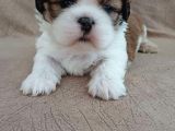 Kusursuz Kali̇te 0 Numara Shih-Tzu Bebekler-