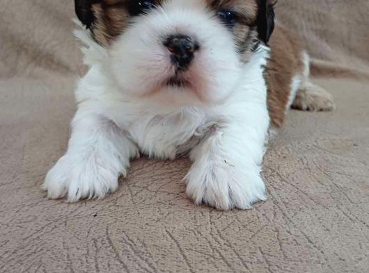Kusursuz Kali̇te 0 Numara Shih-Tzu Bebekler- görsel