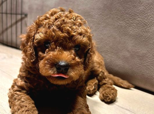 Anne Yanından Sevgi Dolu Orjinal Brown Toy Poodle Yavru görsel