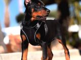 Efsane Yanında Biblo Gibi Duruca Estetikli Doberman Yavrular