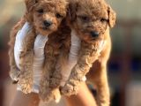 Toy Poodle Yavrularımız
