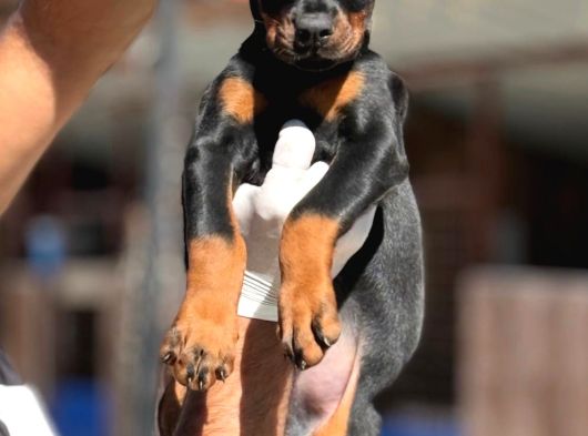 Doberman Yavrumuz görsel